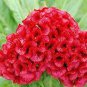 Celosia Argentea Red Plumed Cockscomb Annual Bonsai Flower 100 Seeds