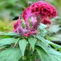 Celosia Argentea Red Plumed Cockscomb Annual Bonsai Flower 100 Seeds