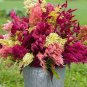 Celosia Argentea Red Plumed Cockscomb Annual Bonsai Flower 100 Seeds