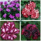Geranium Mixed 4 Types 20 Seeds