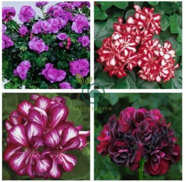 Geranium Mixed 4 Types 20 Seeds
