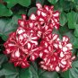 Geranium Mixed 4 Types 20 Seeds