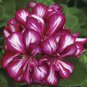 Geranium Mixed 4 Types 20 Seeds