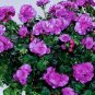 Geranium Mixed 4 Types 20 Seeds