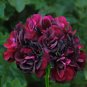 Geranium Mixed 4 Types 20 Seeds