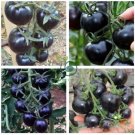 'Black Cherry' Indeterminate Tomato Organic  600 Seeds