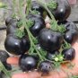 'Black Cherry' Indeterminate Tomato Organic  600 Seeds