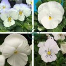 White Herb Pansy Flower 100 Seeds