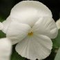 White Herb Pansy Flower 100 Seeds