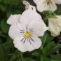 White Herb Pansy Flower 100 Seeds