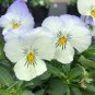 White Herb Pansy Flower 100 Seeds