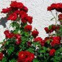 Red Polyantha Rose Multiflora Plant Flower 100 Seeds