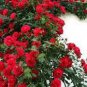 Red Polyantha Rose Multiflora Plant Flower 100 Seeds