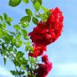 Red Polyantha Rose Multiflora Plant Flower 100 Seeds