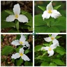White Trillium Wildflower 100 Seeds