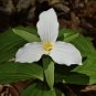 White Trillium Wildflower 100 Seeds