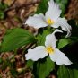 White Trillium Wildflower 100 Seeds