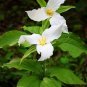 White Trillium Wildflower 100 Seeds
