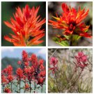 Castilleja linariifolia 100 Seeds