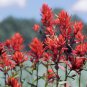 Castilleja linariifolia 100 Seeds