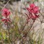 Castilleja linariifolia 100 Seeds