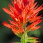 Castilleja linariifolia 100 Seeds