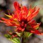 Castilleja linariifolia 100 Seeds