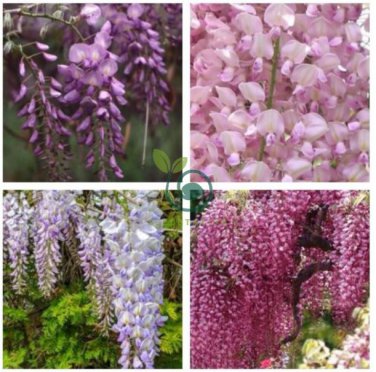 Wisteria Wisteria Vine Saplings  - Pink and Purple Flowers 10 Seeds