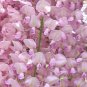 Wisteria Wisteria Vine Saplings - Pink and Purple Flowers 10 Seeds