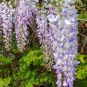Wisteria Wisteria Vine Saplings - Pink and Purple Flowers 10 Seeds