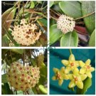 Hoya  - Light Yellow with Light Pink Centre 400 Seeds