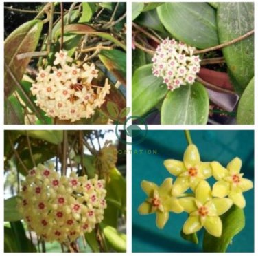 Hoya  - Light Yellow with Light Pink Centre 400 Seeds