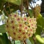 Hoya - Light Yellow with Light Pink Centre 400 Seeds