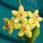 Hoya - Light Yellow with Light Pink Centre 400 Seeds