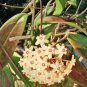 Hoya - Light Yellow with Light Pink Centre 400 Seeds