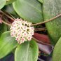 Hoya - Light Yellow with Light Pink Centre 400 Seeds
