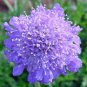 Purple Scabiosa Flower 40 Seeds