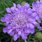 Purple Scabiosa Flower 40 Seeds