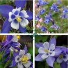 Perennial Blue Columbine 100 Seeds