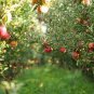 Unusual Dwaft 'Weeping Wickson' Red Apple Tree Extraordinary Sweetness 20 Seeds