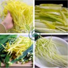 Hotbed Chives Chinese Yellow Chives 100 Seeds
