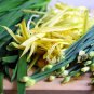Hotbed Chives Chinese Yellow Chives 100 Seeds