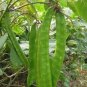 Heirloom Brazil Nut Sword Bean Vegetable Organic 6 Seeds