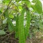 Heirloom Brazil Nut Sword Bean Vegetable Organic 6 Seeds