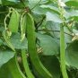 Heirloom Brazil Nut Sword Bean Vegetable Organic 6 Seeds