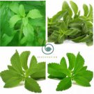 Vanilla Stevia - Green Color 200 Seeds