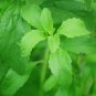 Vanilla Stevia - Green Color 200 Seeds