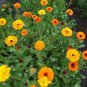 Calendula Orange Pot Marigold Flower 60 Seeds