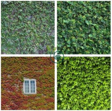 Vine Woodbine Grape Boston Ivy  - Colorful 200 Seeds