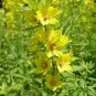 Lysimachia Punctata Perennial 200 Seeds